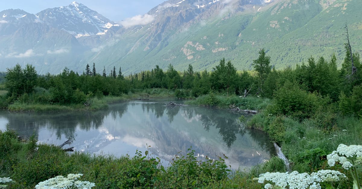 discover the wonders of alaska with our travel guide. from majestic glaciers to stunning wildlife, explore the rugged beauty of the last frontier.