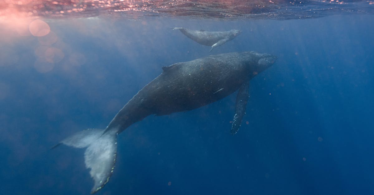 learn about the fascinating world of whales and their importance in marine ecosystems.